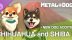 Download METAL DOGS NEW DOG ADDITION:Chihuahua and Shiba B