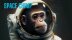 Download Space Chimp